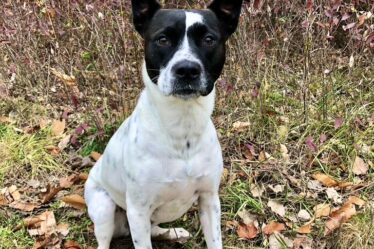 Partes do corpo do cachorro