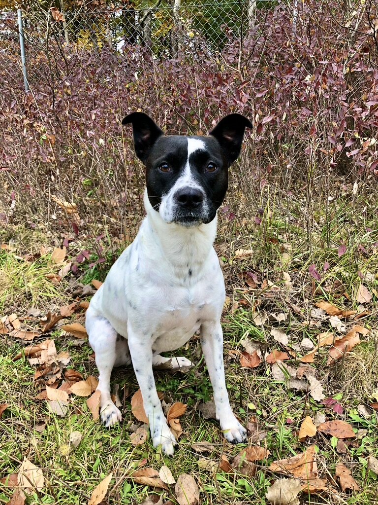 Partes do corpo do cachorro